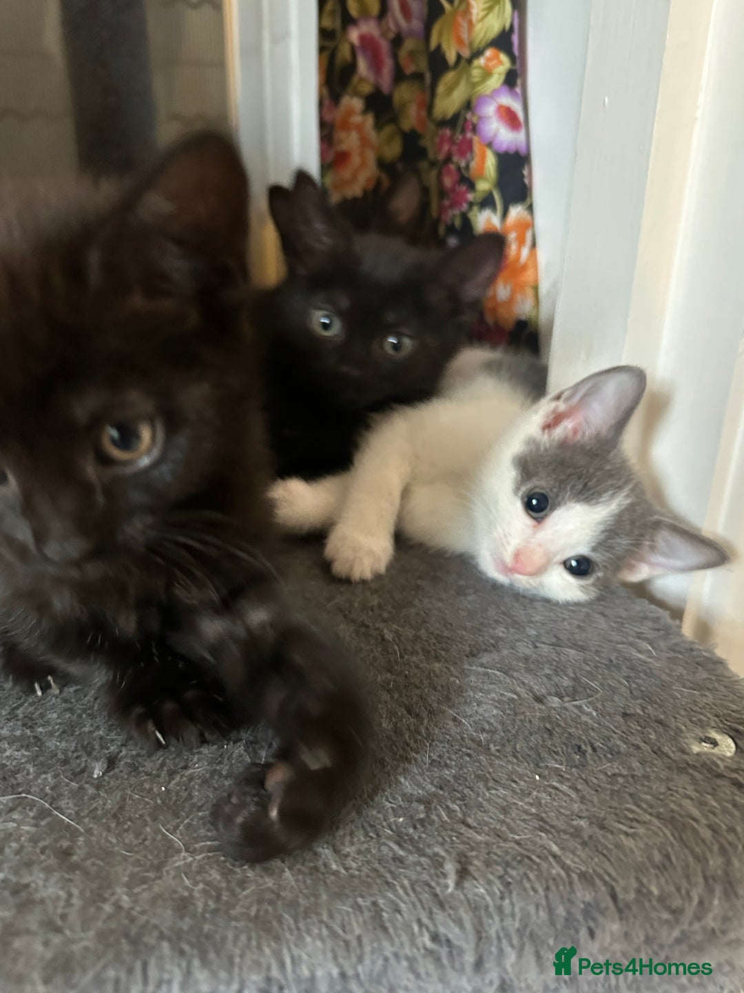Mixed Breed cats for sale: ❤️ Burmese/White Russian Mixed (kittens) 4 Left - Image 4
