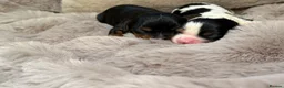 Cavalier King Charles Spaniel dogs for sale: Stunning KC Cavalier King Charles  - Advert 5