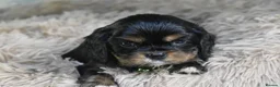 Cavalier King Charles Spaniel dogs for sale: Beautiful Cavalier King Charles Spaniel Puppies in Basingstoke - Advert 13