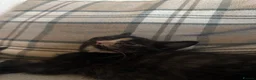 Mixed Breed cats for sale: 3 beautiful kittens  - Advert 9
