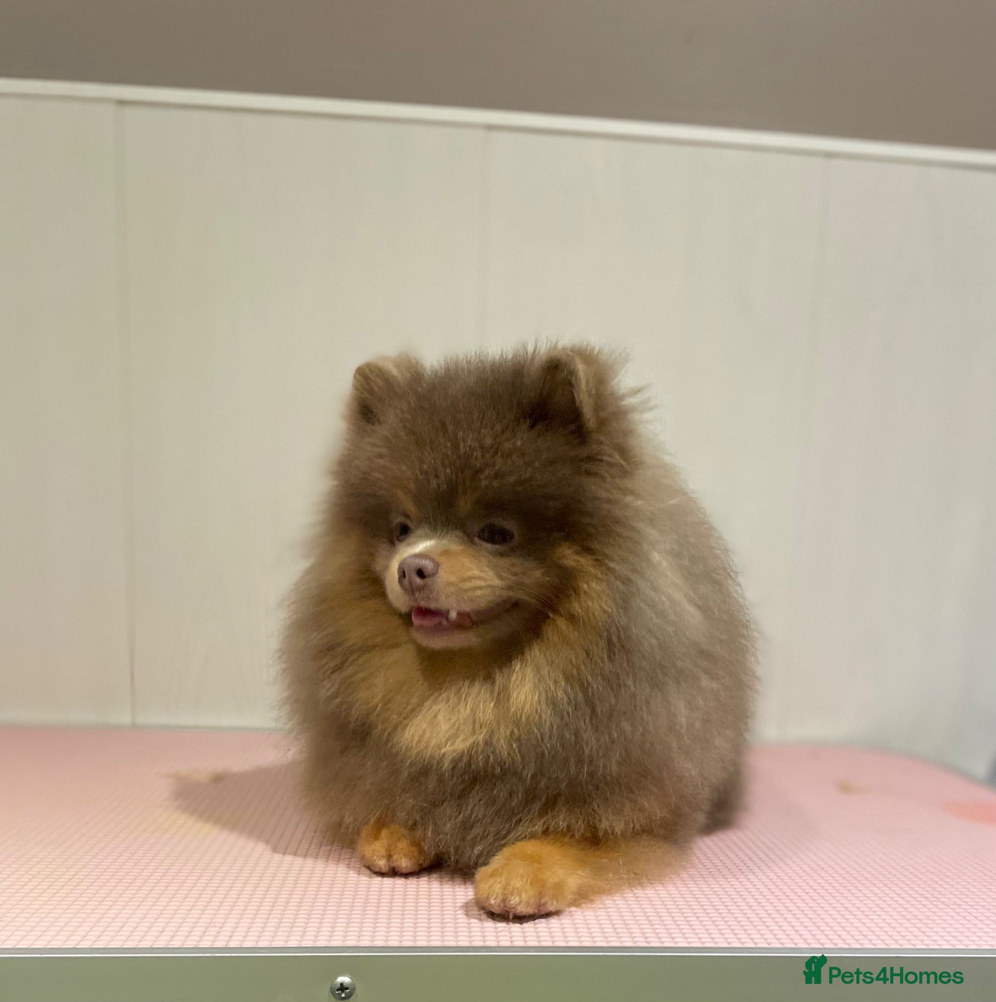 Pomeranian dogs Lilac and tan male Pomeranian  - Advert 8