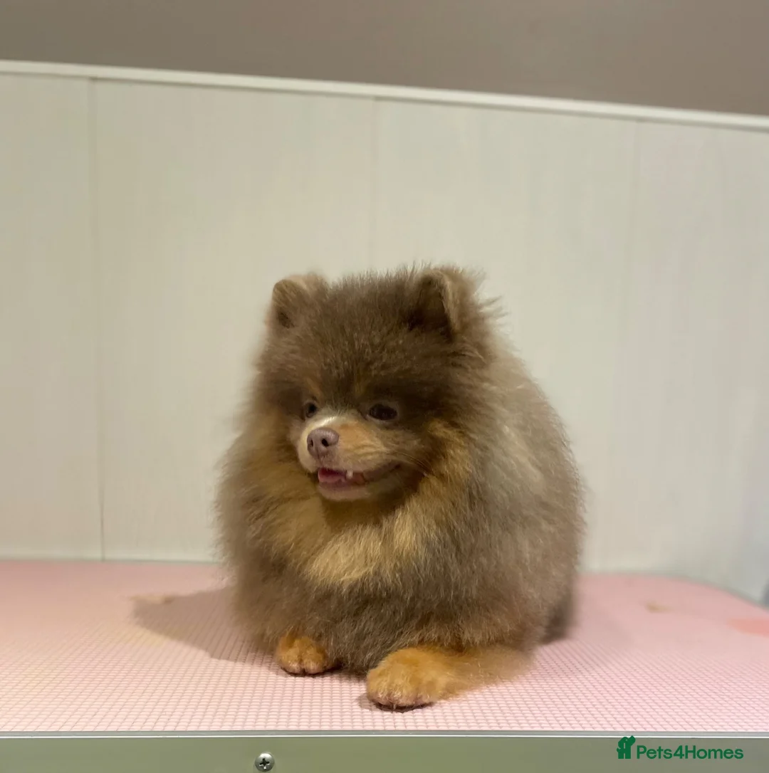 Pomeranian dogs for sale: Lilac and tan male Pomeranian  - Advert 1
