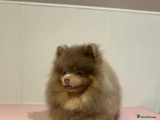 Pomeranian dogs Lilac and tan male Pomeranian - Advert 13