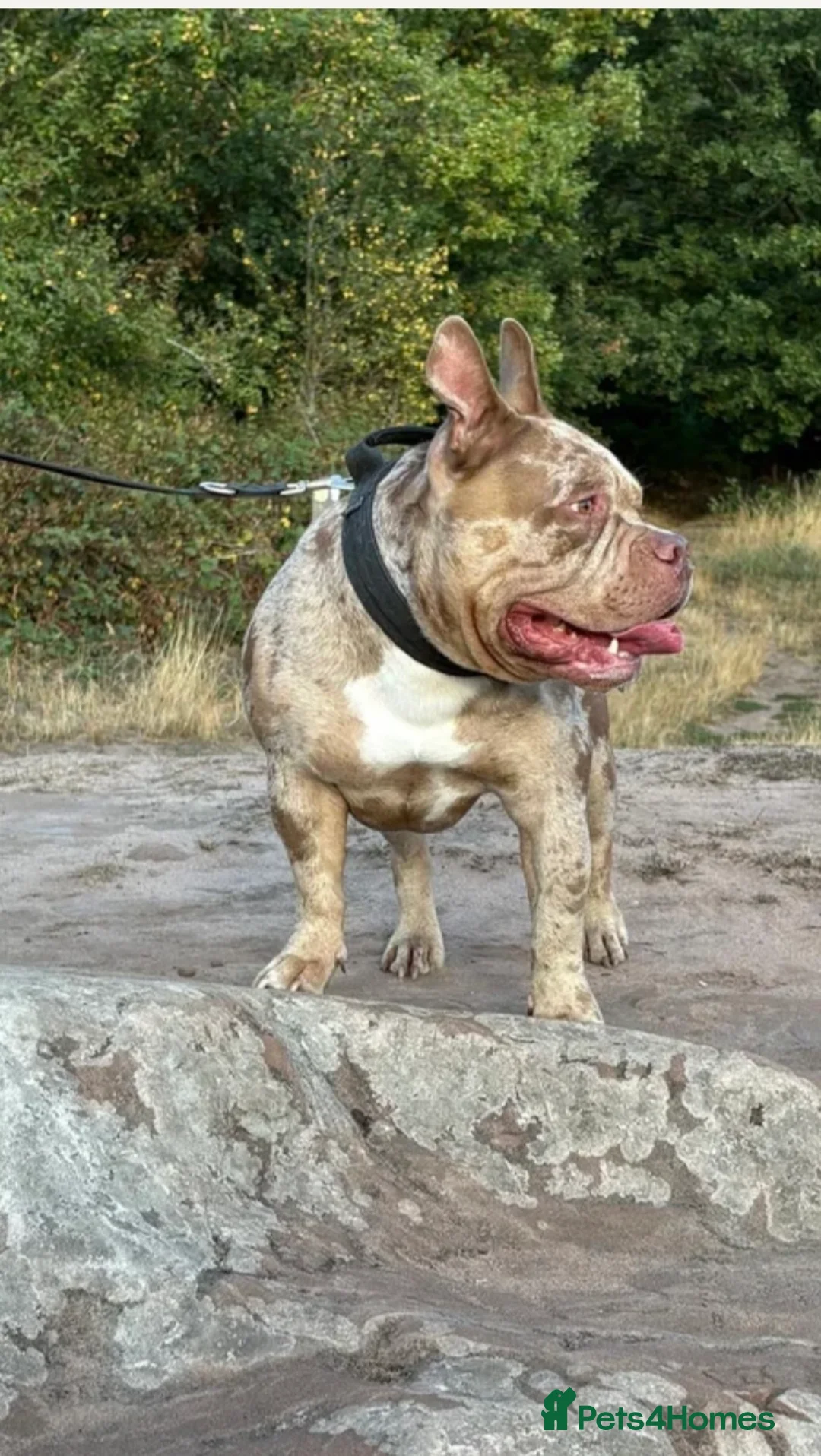 American Bully dogs for stud: AbkcAmericanChocolateTriMerleBULLY🇺🇸🍫🦍🧬🤩 - Advert 2