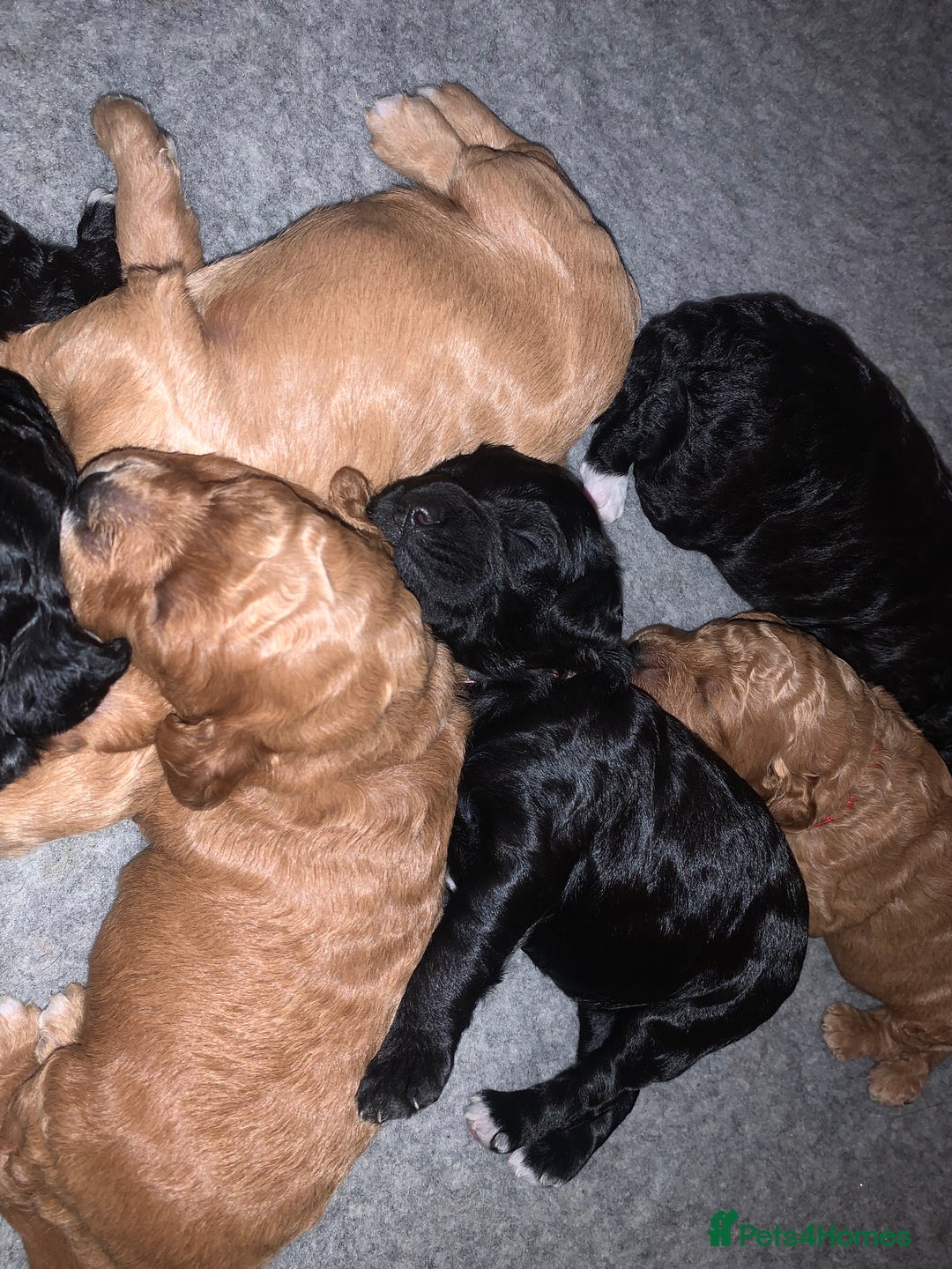 Labradoodle dogs for sale: F1b Miniature Labradoodle Puppies  - Advert 13