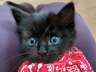 Mixed Breed cats Adorable mixed x russian blue x ragdoll - Advert 2