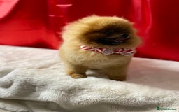 Pomeranian dogs for sale: Orange male Pomeranian Russian lines 🧡 - Image 6