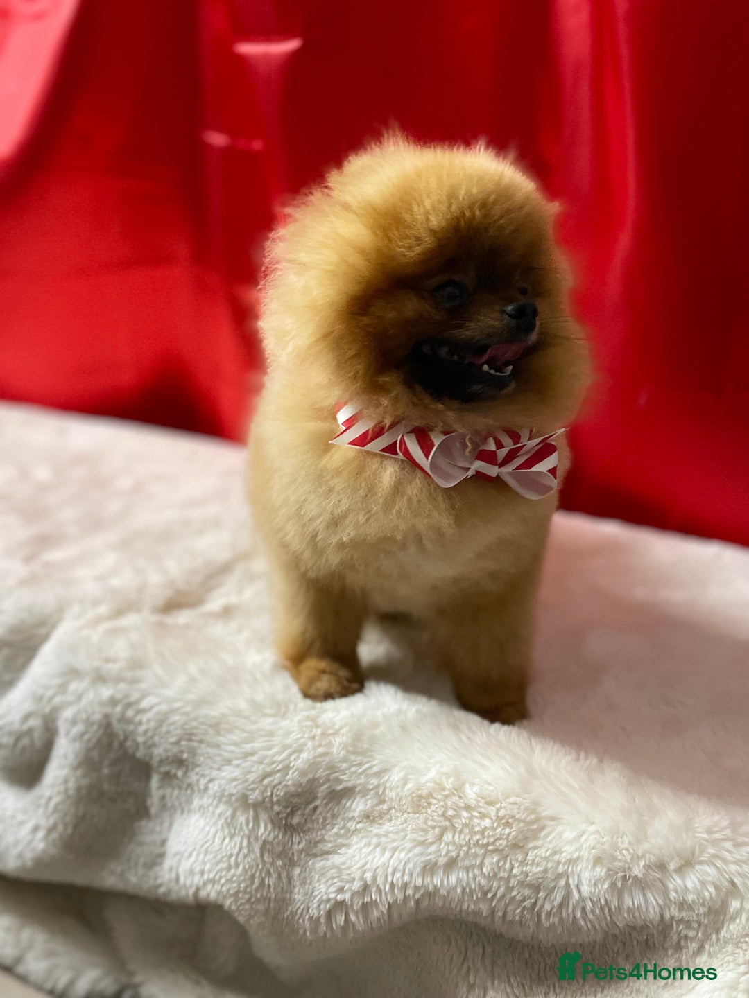 Pomeranian dogs for sale: Orange male Pomeranian Russian lines 🧡 - Image 6