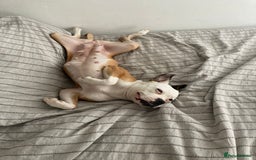 Mixed Breed dogs for adoption: Gorgeous Luna needs a special home 😘 - Image 4