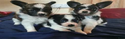 Papillon dogs for sale: Papillon puppies for sale - Advert 20
