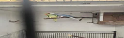Mixed Breed birds for sale: Alexandraine  - Advert 2
