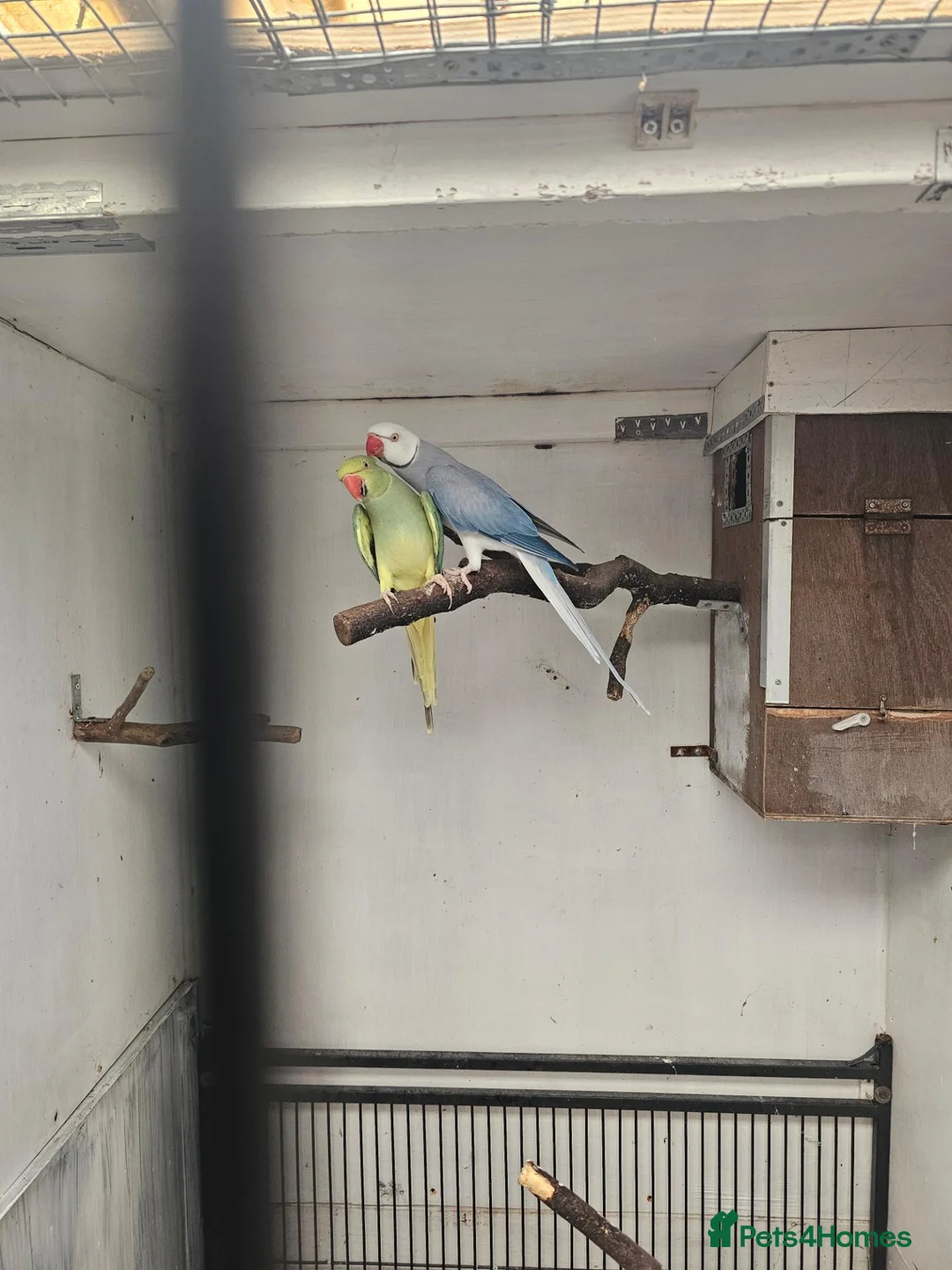Mixed Breed birds for sale: Alexandraine  - Advert 2