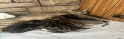 Persian cats for sale: X6 Persian Cross - beautiful fluffy kittens - Advert 13