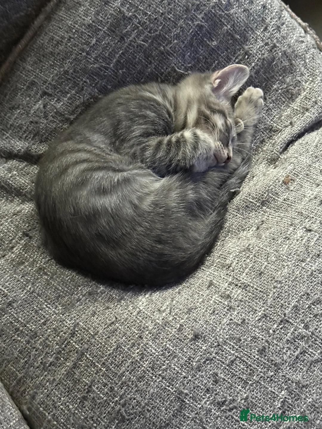 Mixed Breed cats for sale: 4 Gorgeous and playful kittens - Advert 2