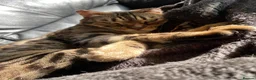Bengal cats for sale: Full Bengal Brown Rosetted Female - Mia (Mims) - Advert 23