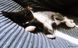 Domestic Shorthair cats for sale: Adorable Kittens for sale - 1 male and 1 female - Image 4