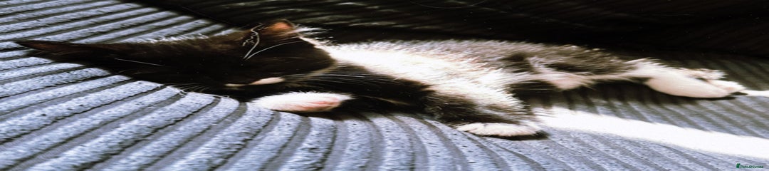 Male Kitten