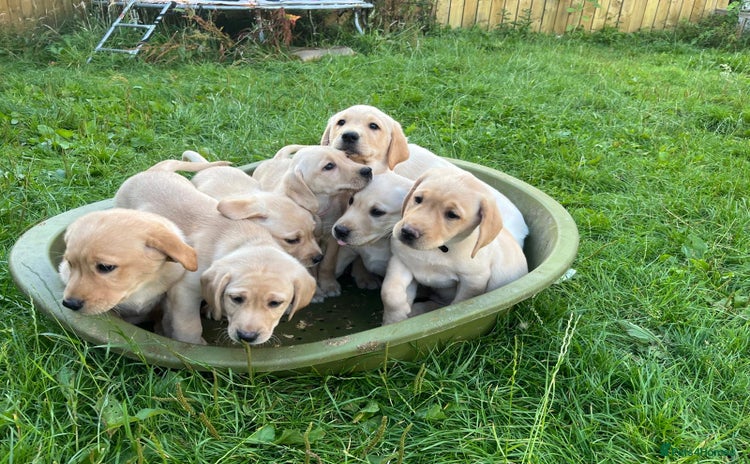 Labrador Retriever dogs - Advert 8