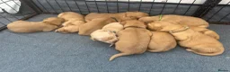 Golden Retriever dogs for sale: KC Registered Dark Red Golden Retriever Puppies - Advert 4