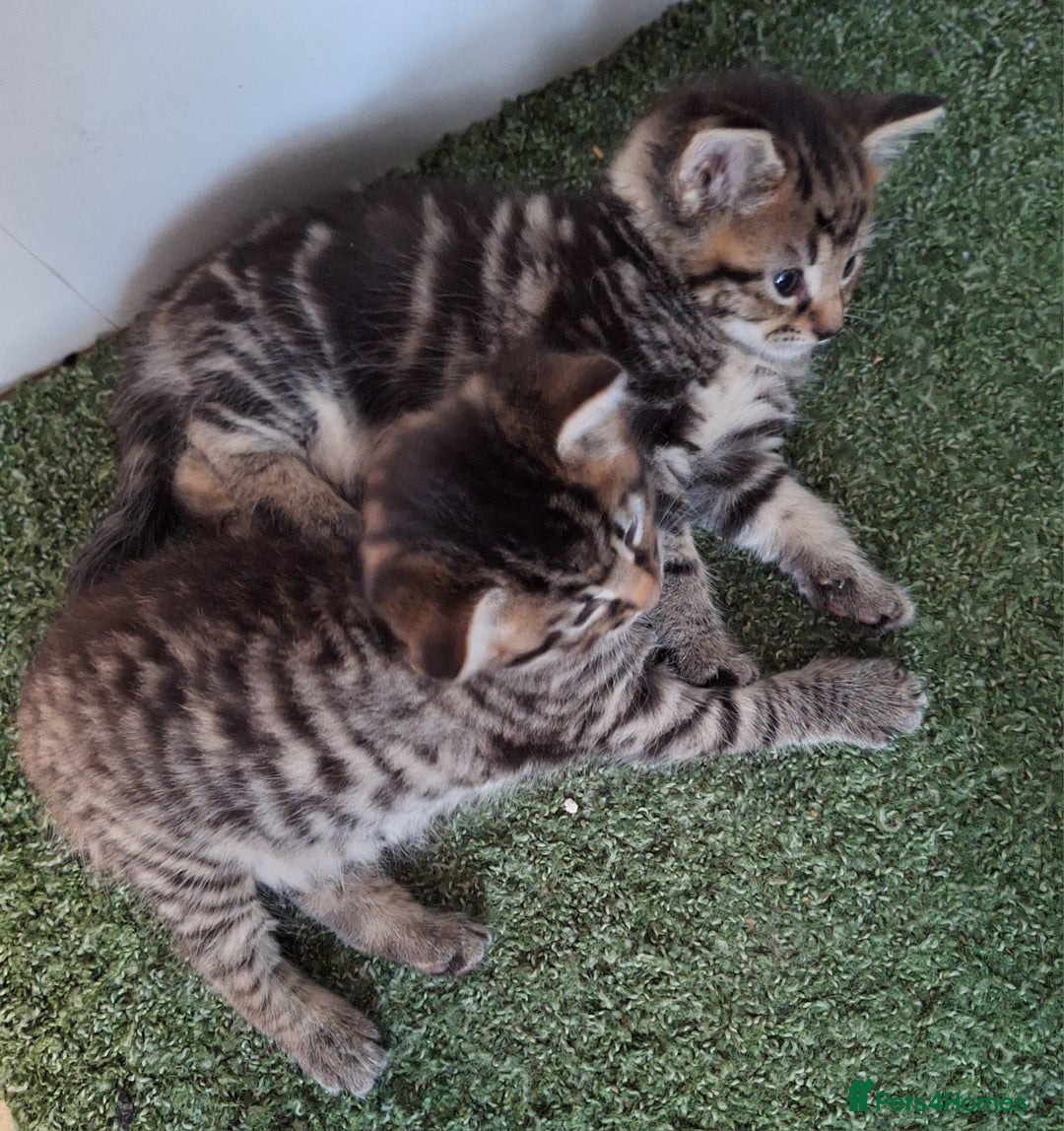 Mixed Breed cats for sale: Mixed Half Bengal kittens  - Advert 9