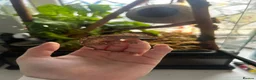 Gecko reptiles for sale: Crested gecko and bioactive terrarium  in Barrow-in-Furness - Advert 1