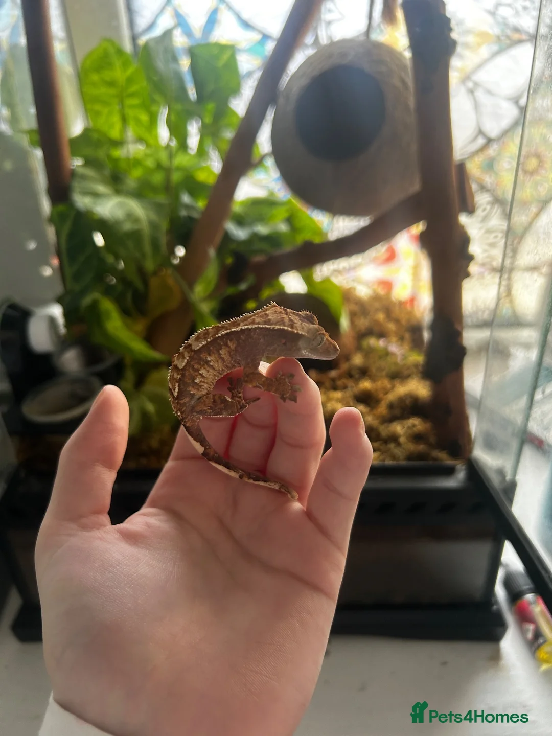 Gecko reptiles for sale: Crested gecko and bioactive terrarium  in Barrow-in-Furness - Advert 1