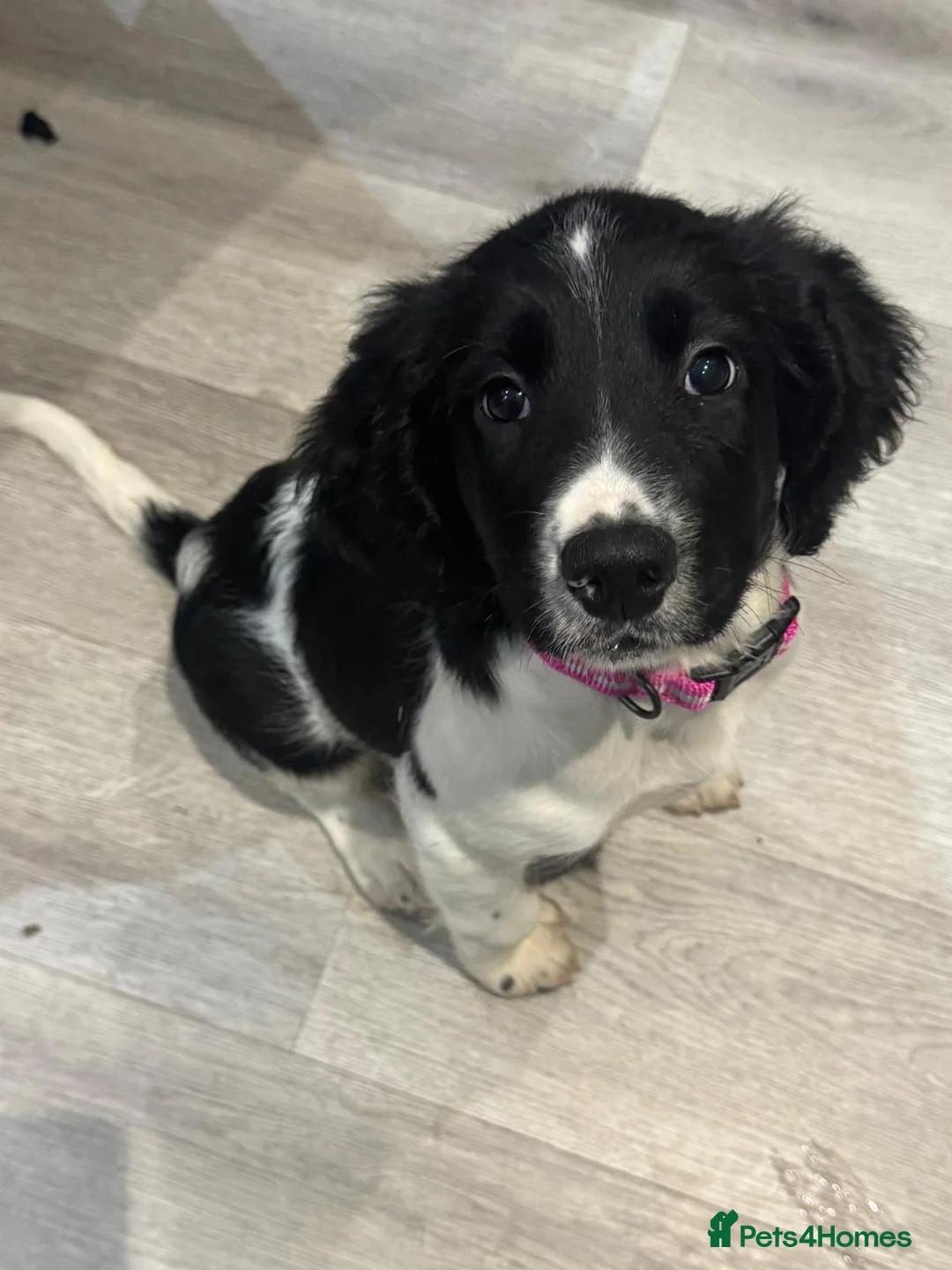 English Springer Spaniel dogs for sale: Kc registered English springer spaniel female - Advert 1