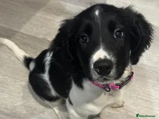 English Springer Spaniel dogs Kc registered English springer spaniel female - Advert 1