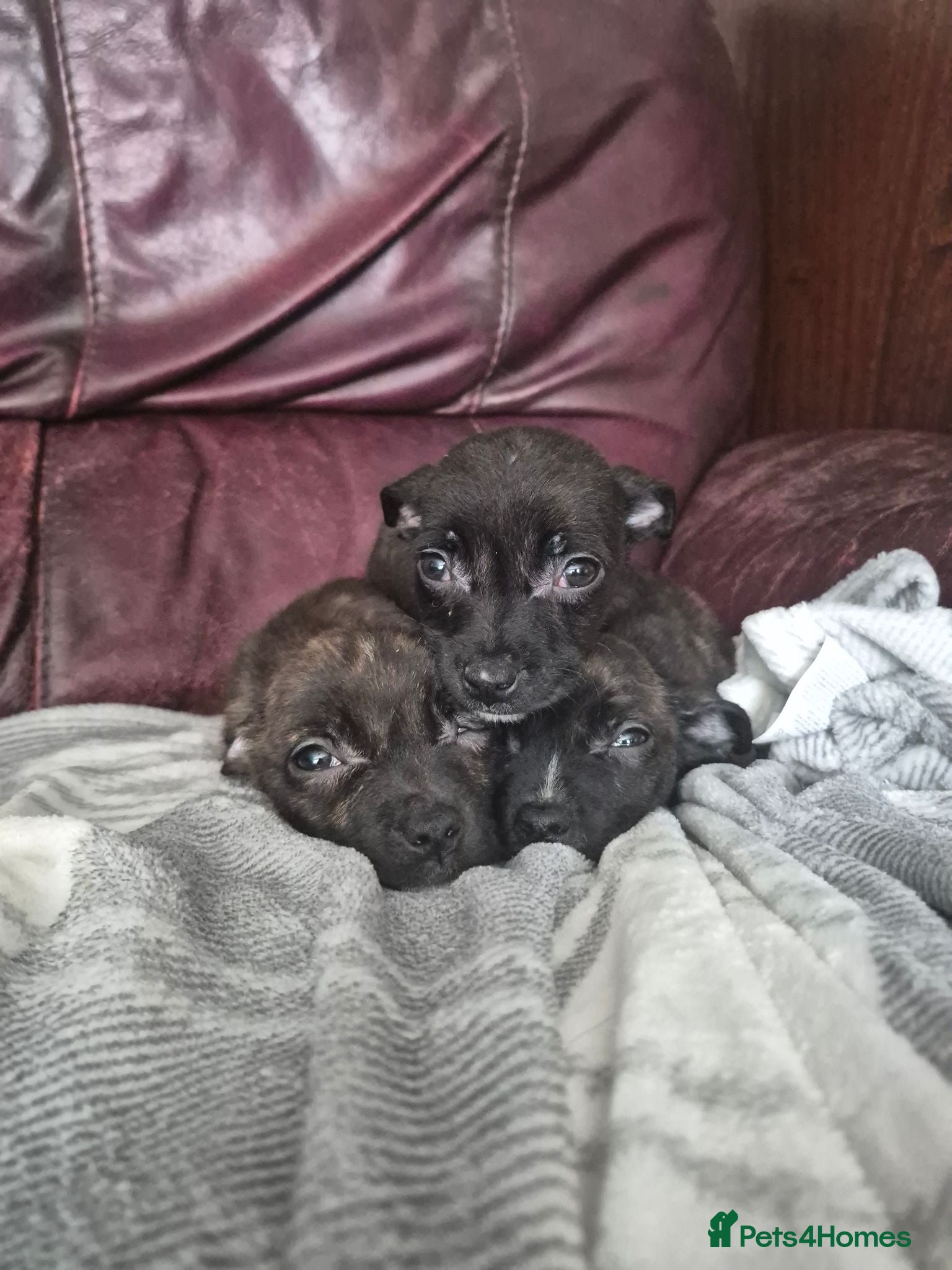 Staffordshire Bull Terrier dogs Staffy pups - Advert 1