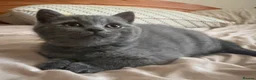 British Shorthair cats for sale: Ready to collect-GCCF British shorthair  kittens!  - Advert 9