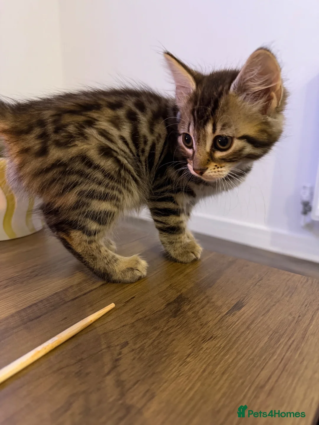 Mixed Breed cats for sale: Gorgeous kitten !!!! - Advert 2