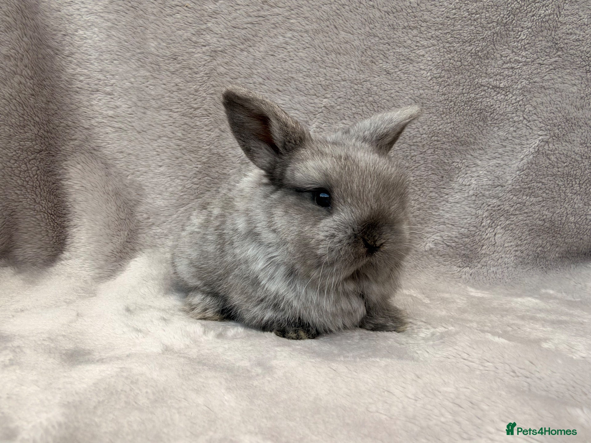 Mini Lop rabbits Mini Lop female bunny for a new home - Advert 19
