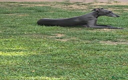 Whippet dogs for sale: Gorgeous whippet puppies  - Image 11