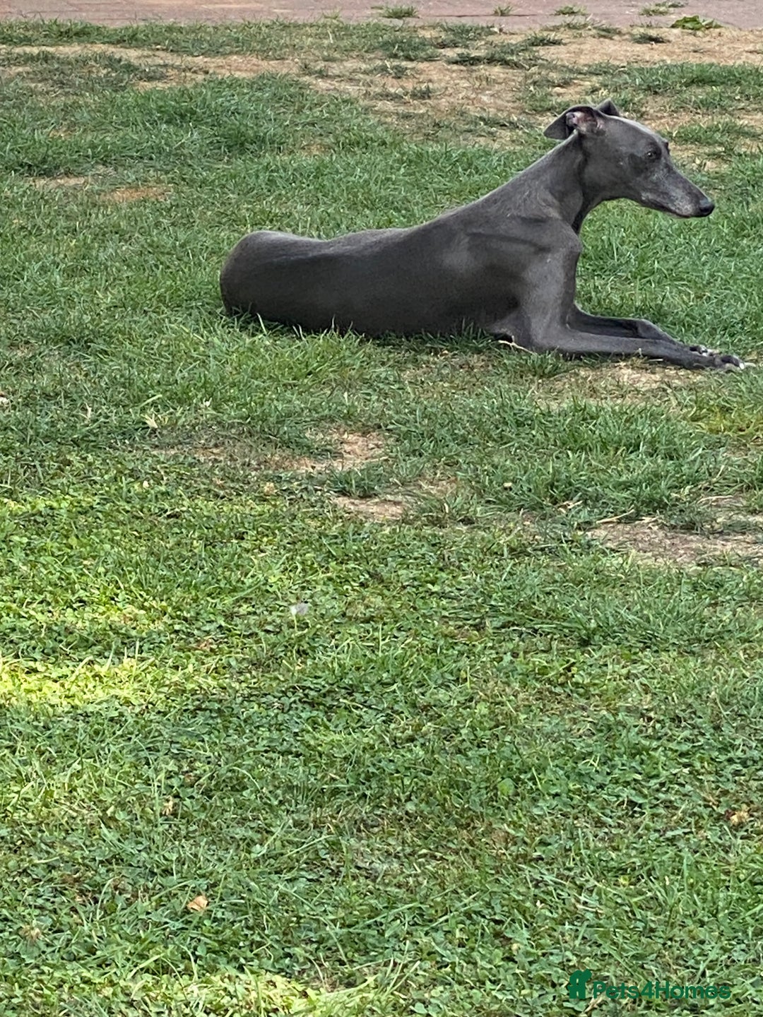 Whippet dogs for sale: Gorgeous whippet puppies  - Image 11