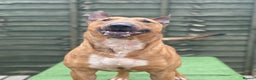 English Bull Terrier dogs for sale: English bull terrier pups - Advert 7