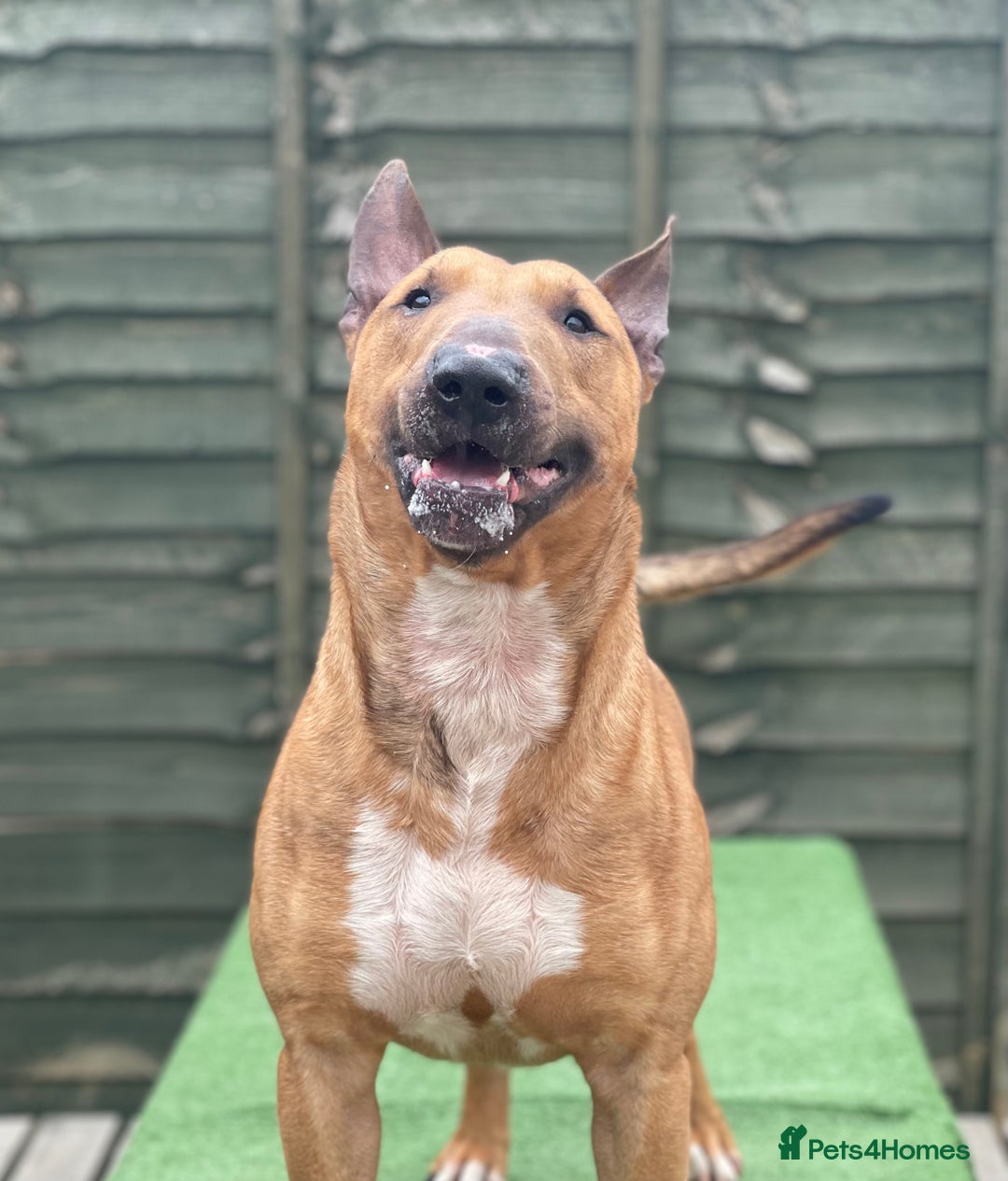 English Bull Terrier dogs for sale: English bull terrier pups - Advert 7