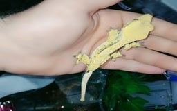 Gecko reptiles for sale: Crested  - Image 16