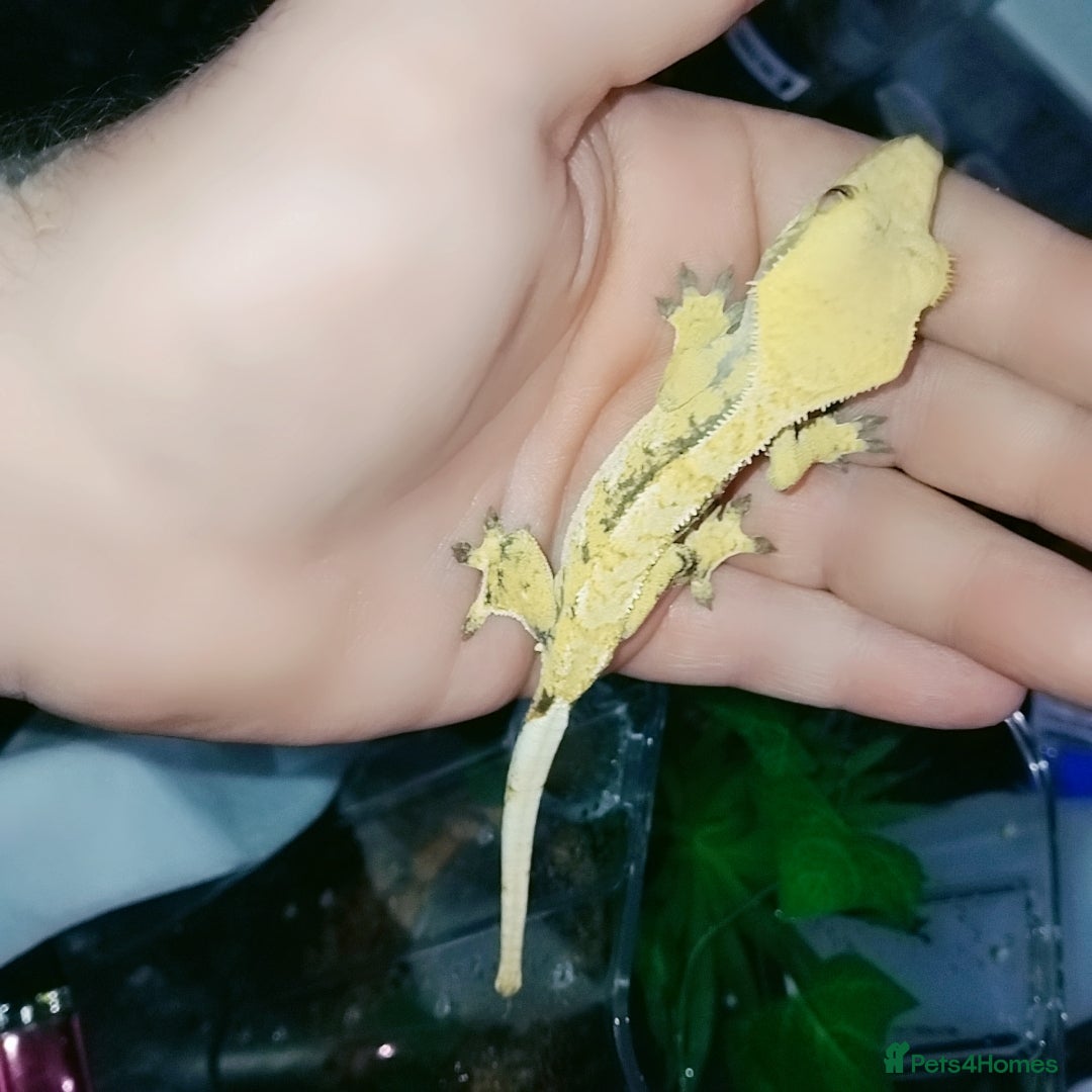 Gecko reptiles for sale: Crested  - Image 16