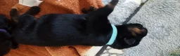 Rottweiler dogs for sale: ROTTWEILER PUPS- ALL RESERVED  - Advert 23