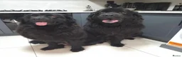 Newfoundland dogs for sale: Beautiful Newfoundland Puppies in Kingston upon Thames - Advert 7