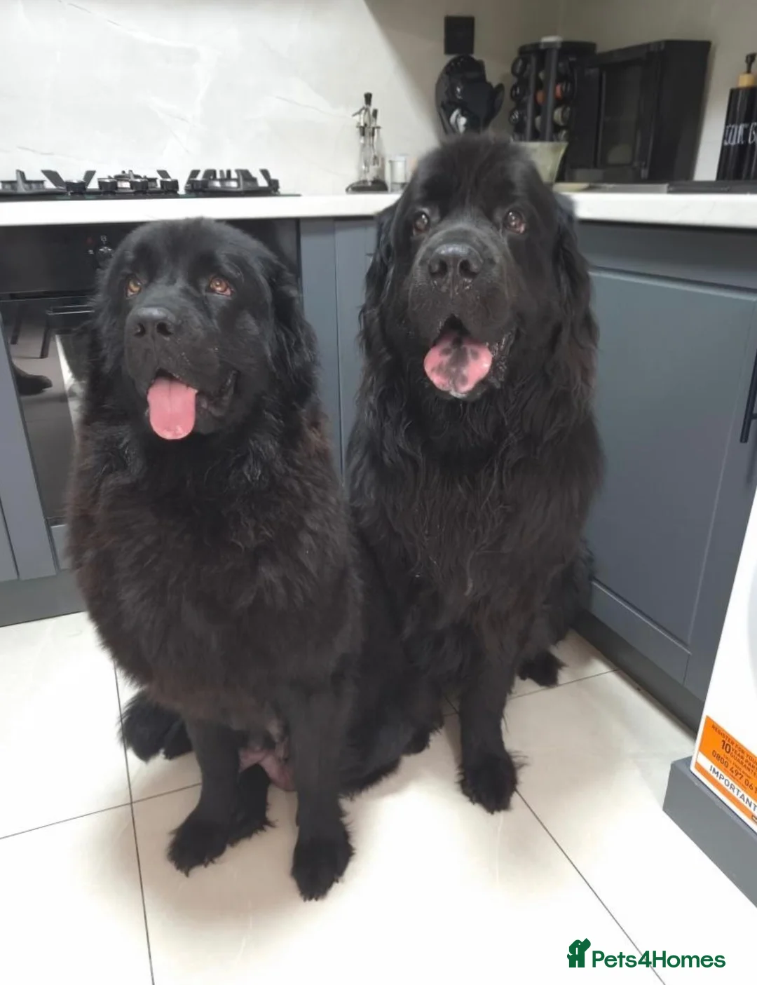 Newfoundland dogs for sale: Beautiful Newfoundland Puppies in Kingston upon Thames - Advert 7