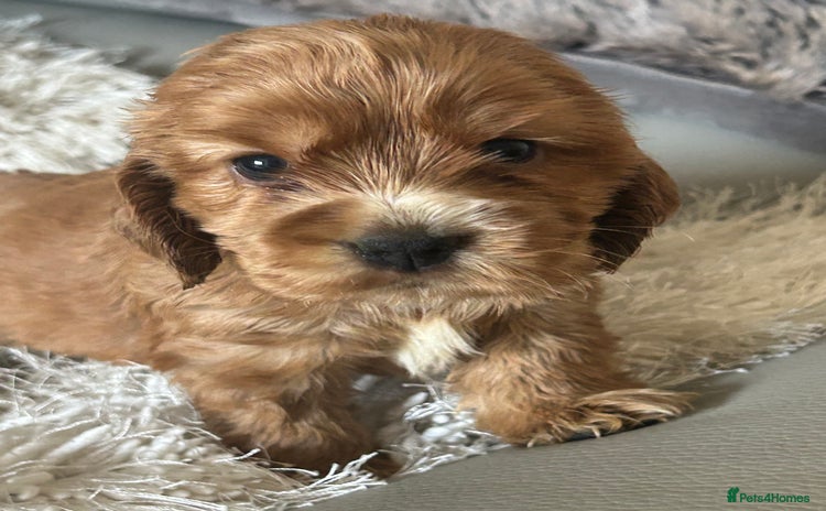 Cocker Spaniel dogs - Advert 2