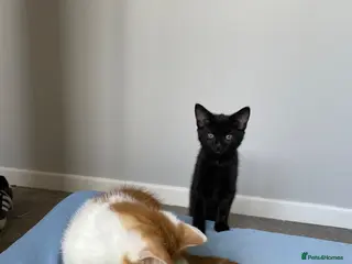 Mixed Breed cats Beautiful Kittens for Sale - Advert 3