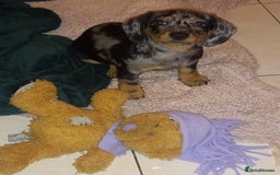 Dachshund dogs for sale: Dachsunds 3/4 breed - Image 8