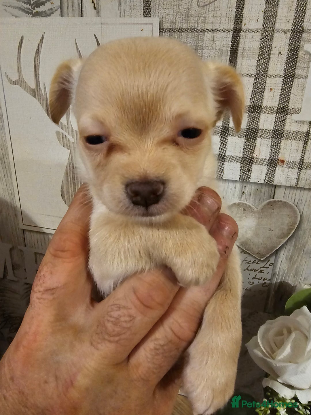 Chihuahua dogs for sale: Chihuahua  - Image 19