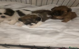 Shih Tzu dogs for sale: Shih tzu puppies - Image 6