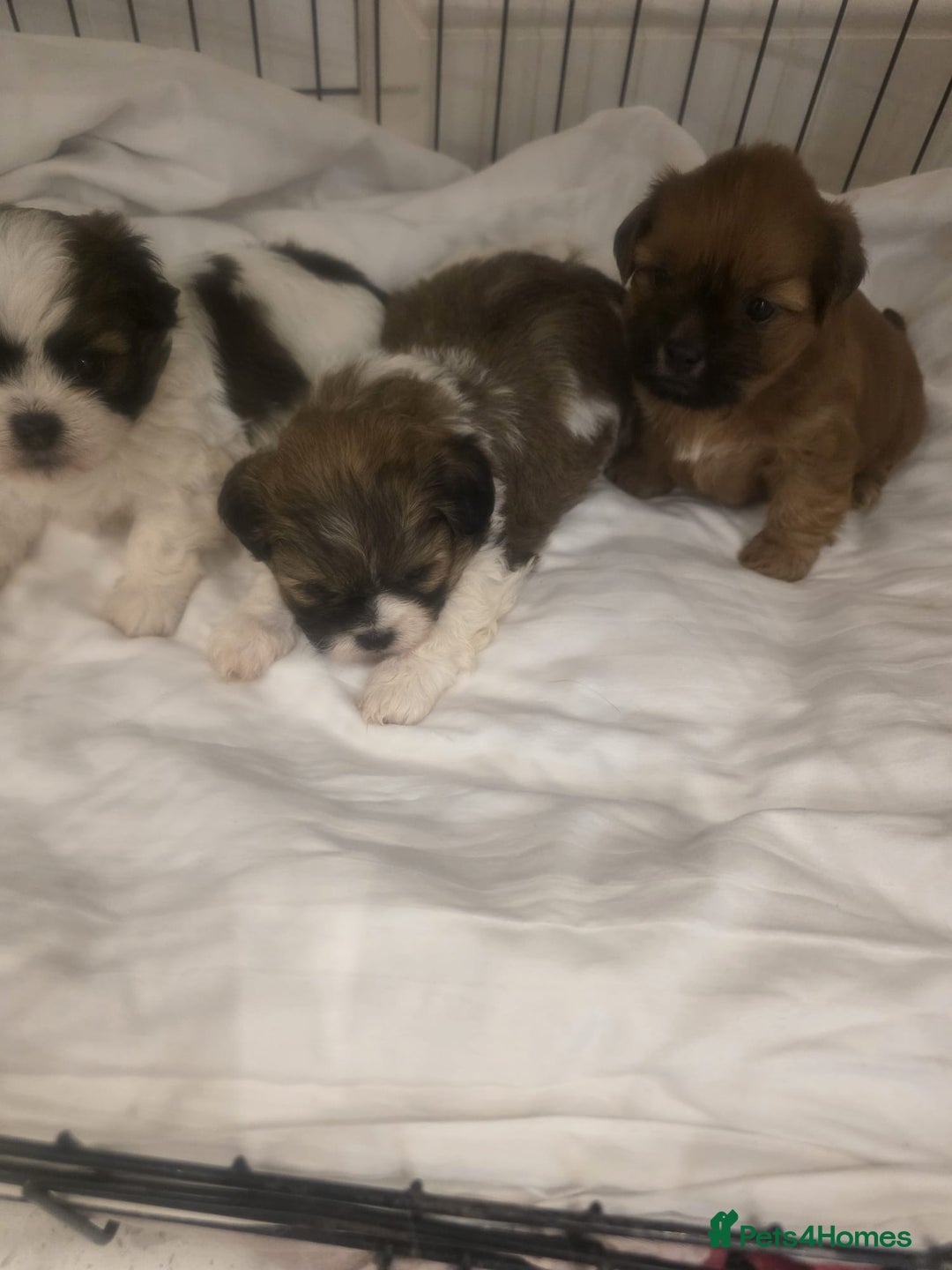 Shih Tzu dogs for sale: Shih tzu puppies - Image 6