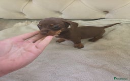 Miniature Dachshund dogs for sale: Mini Dachshund - Image 6