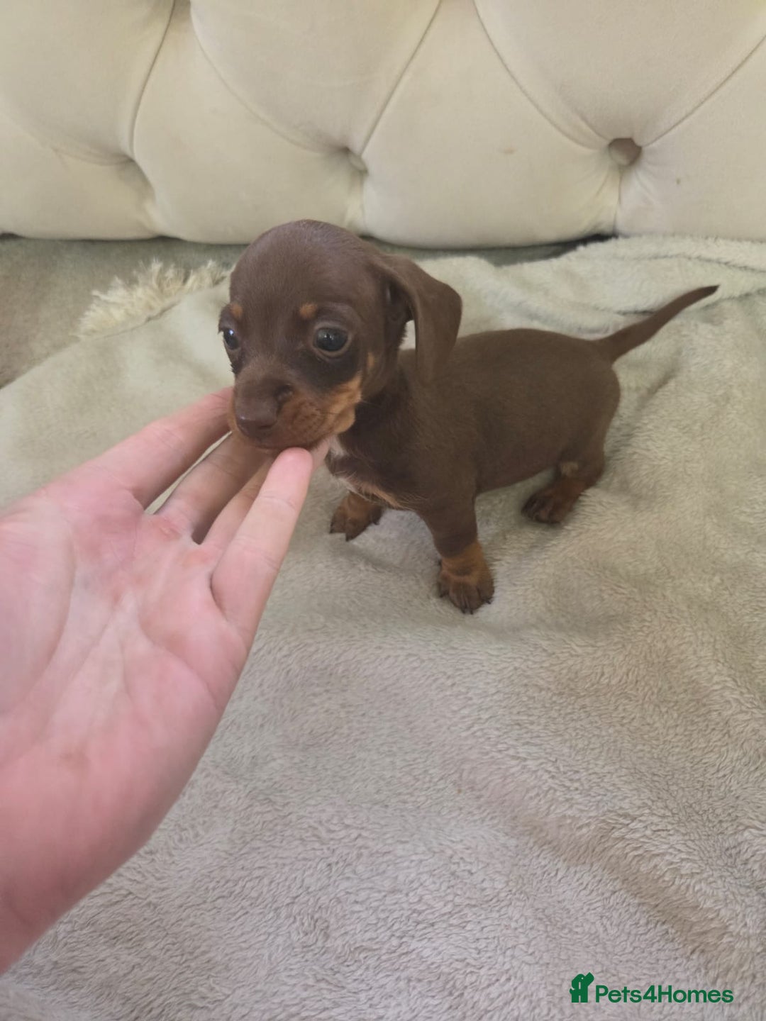 Miniature Dachshund dogs for sale: Mini Dachshund - Image 6