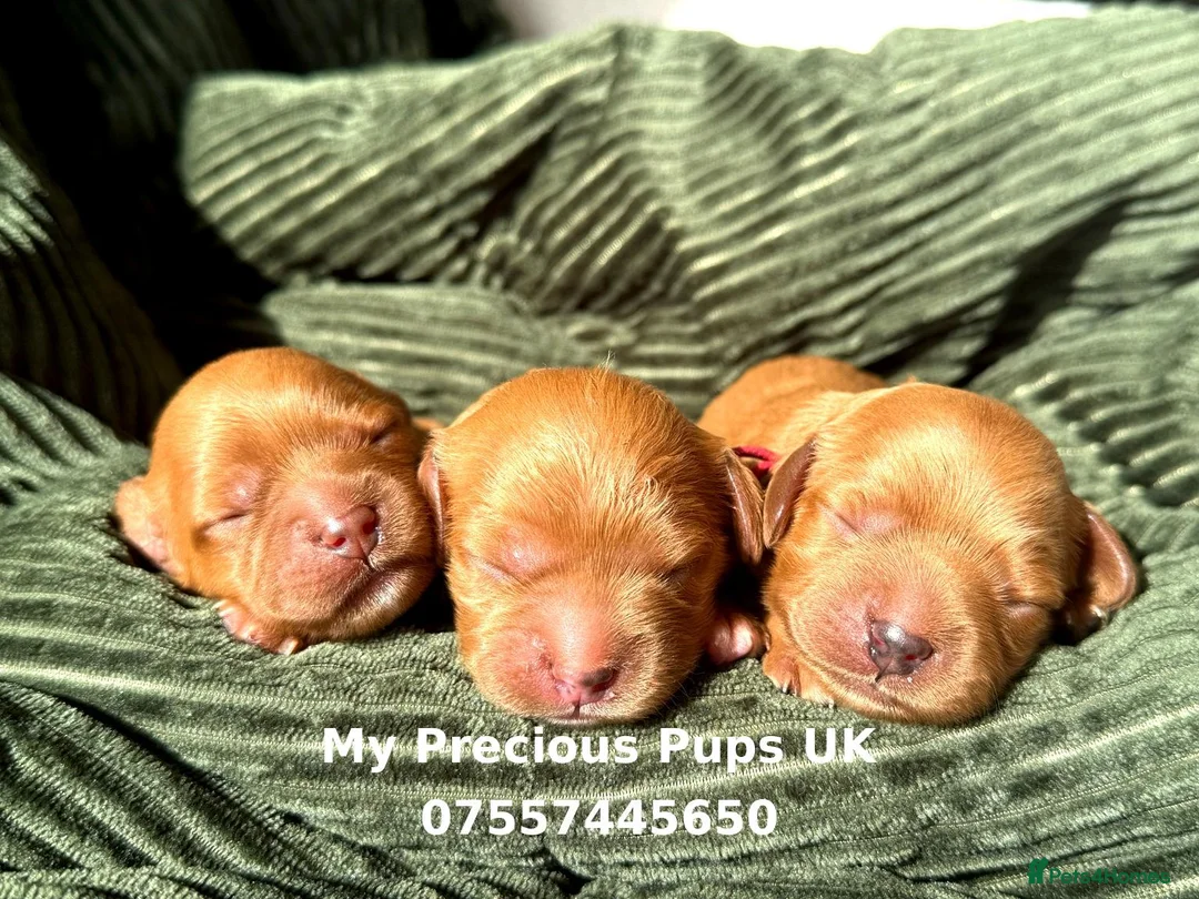 Cavapoo dogs for sale: ❤️Ruby Red F1 Cavapoo❤️ in Wisbech - Advert 2